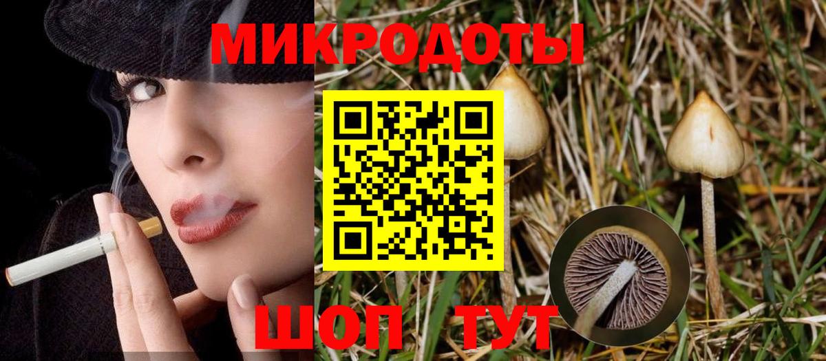 Галлюциногенные грибы Psilocybe Котовск